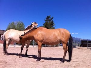 Horses 8.1.15