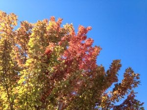 fall-tree-10-11-16