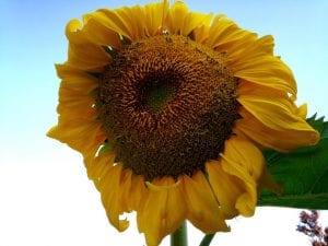 sunflower-8-10-16