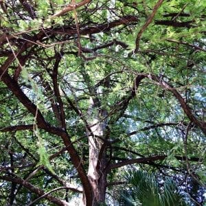 bushy-tree-san-antonio-july-2016