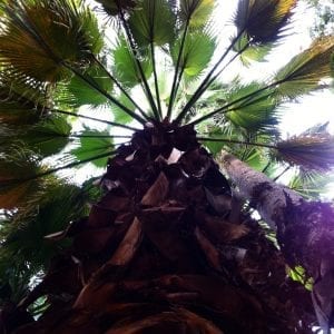 palm-tree-looking-up-san-antonio-july-2016