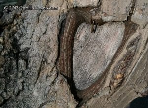 Heart in Tree 2.14.12