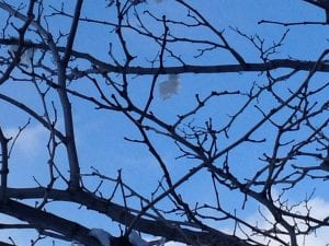 Snow and Ice Heart Hanging from Tree 1.23.17