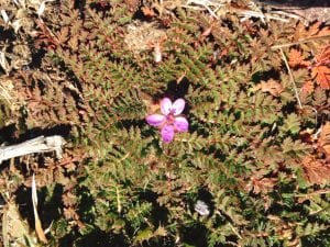 Tiny Little Purple Flower 3.2.17 #1