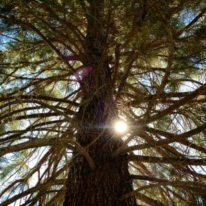 Bowers Mansion Tree with Poem March 2017