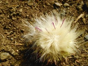 Musk Thistle #1