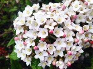 Flowering Bush Vintage Lake April 2017