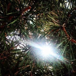 The Light of Freedom Poem Tree and Sunshine Photo 8.2017