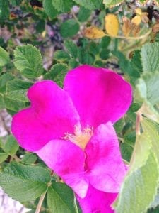 Pink Rose Hugging Itself 5.30.17