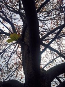 Solo Walk and Solo Leaf 11.21.17