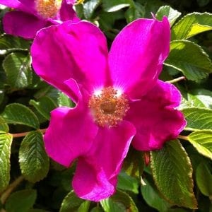 Hot Pink Flower Rose 2016
