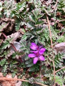 First Spring Flowers 3.9.18