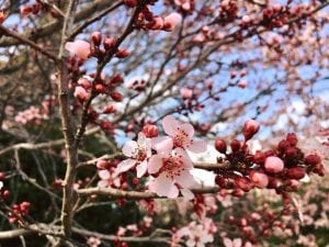 Cherry Blossoms Vintage Lake Solo Walk 4.2.18