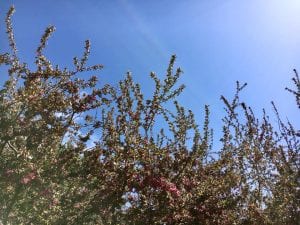 Pink Blossom Tree 4.17.18