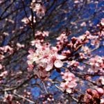 Solo Walk Vintage Lake Cherry Blossoms Shadows 3.29.18 #1