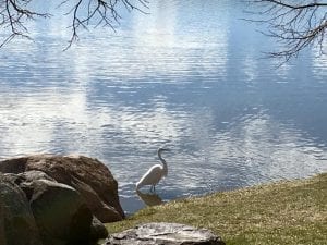 Solo Walk Vintage Lake Egret March 2018