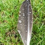 Goose Feather with Water Droplets Poem 5.23.18