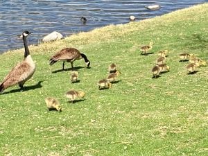 Goslings Vintage Lake 4.26.18