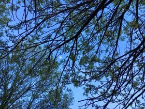 Moon through the Trees 4.25.18