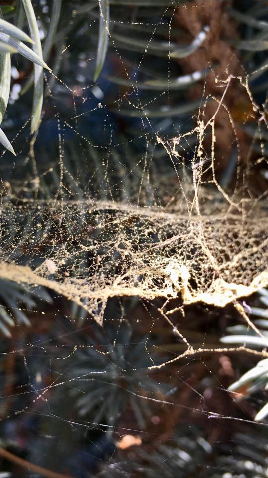 Pollen Dusted Spider Web 5.7.18