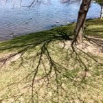 Walk with Lillian Vintage Lake Earth Day 4.22.18 #5