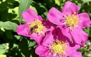 Pink Flowers with a Bee 6.5.18