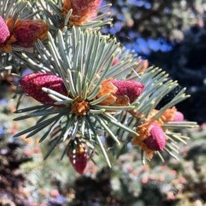 Pins and Needles Tree 5.25.18