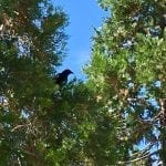 Crows 6.27.18 #1