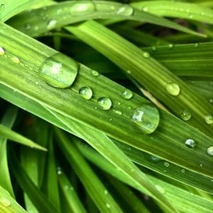 Let it Roll Off Walk Vintage Leaf with Water Droplets 6.21.18